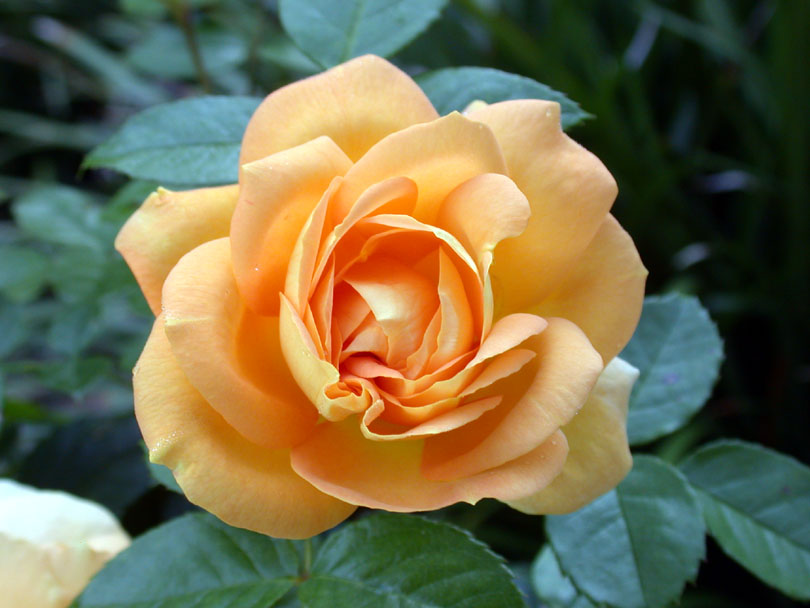 yellow rose of hope cancer article - Photography all rights reserved E.J. Bordini, Ph.D.
